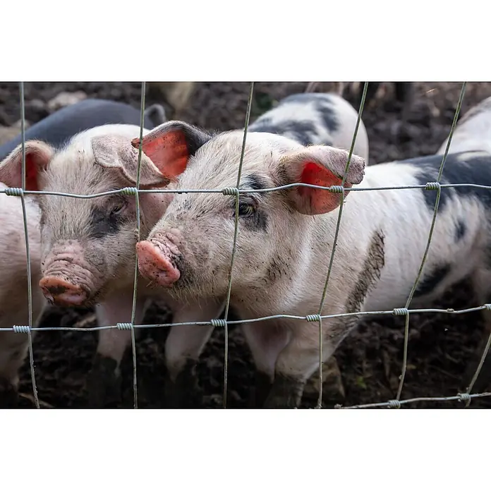 Aquagart Maschendrahtzaun 50m 100 8 15 Wildzaun Forstzaun - grau - Zwei schmutzige Ferkel, rosa mit dunklen Flecken, schauen durch einen Drahtzaun.