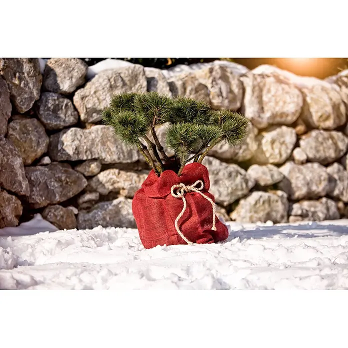 Windhager Jutezopf - Natur, Ø x L: 12 cm x 2 m - Kleine immergrüne Pflanze im rotbraunen Jutesack, mit Schnur gebunden, im frischen Schnee.