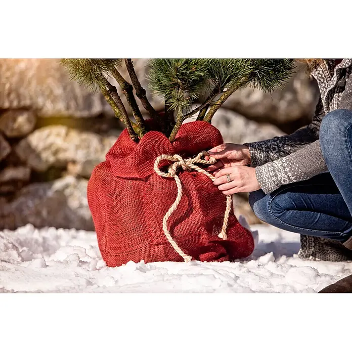 Windhager Gartensack - L x B: 100 x 70 cm, Rot - Eine Person bindet ein kleines Nadelbaum in einem roten Jutesack mit einem Seil im Schnee.