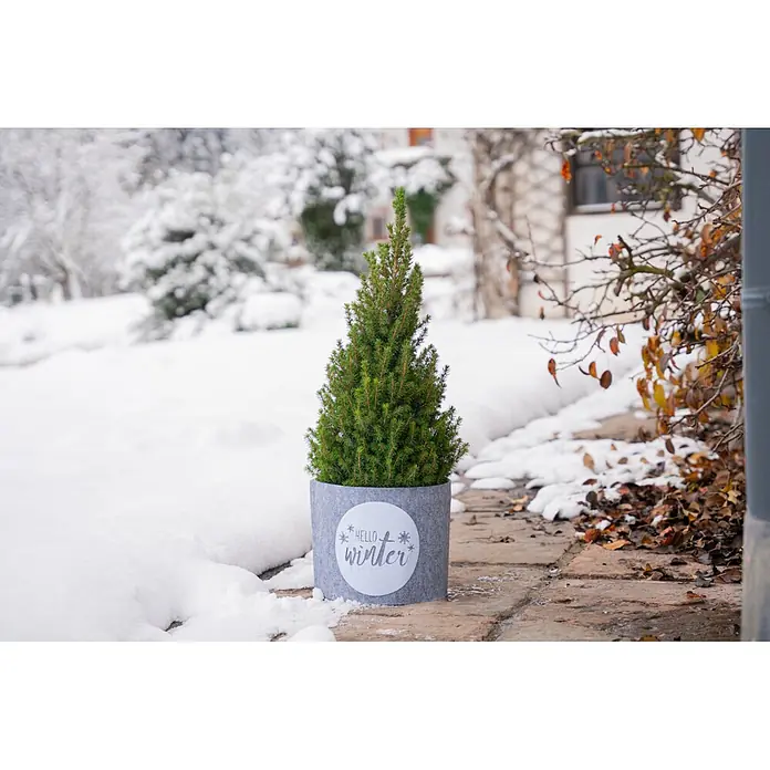 Windhager Dekoartikel Topfschutz Hello Winter - Grau, Frostschutz, Länge: 25 cm, Rund - Kleiner Nadelbaum in grauem Stofftopf mit 'hello winter' Schriftzug auf verschneitem Weg im Freien.