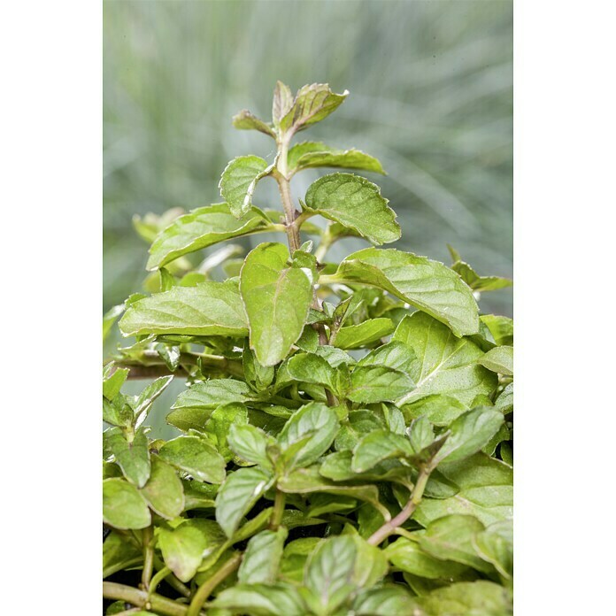 Piardino Minze (Mentha x piperita Swiss, Topfgröße: 12 cm)