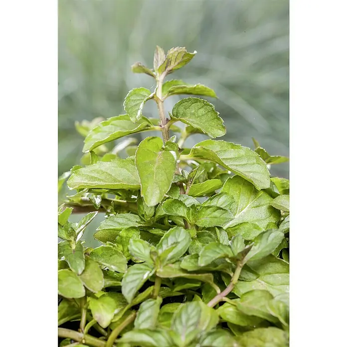 Piardino Minze Bio - Mentha x piperita Swiss - Nahaufnahme einer üppigen Minzpflanze mit grünen Blättern und einem zentralen Stängel, ideal für Küche und Garten.