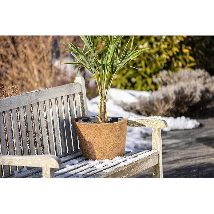 Windhager Winterschutz Kokos-Übertopf - Durchmesser: 45 cm - Ein kleines Palmenbäumchen in einem braunen Kokosfaser-Pflanzgefäß auf einer verschneiten Holzbank.