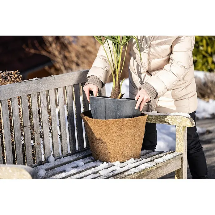 Windhager Winterschutz Kokos-Übertopf - Durchmesser: 45 cm - Brauner Kokosfaser-Isolierübertopf, der eine Topfpalme auf einer schneebedeckten Bank hält.