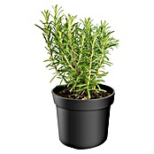 Rosmarinus officinalis 17 i.S.