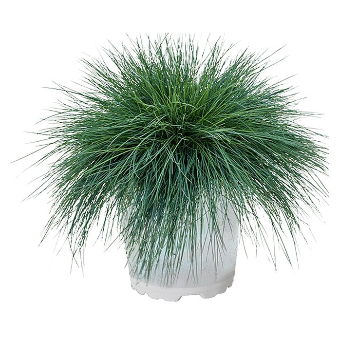Blauschwingel (Festuca glauca 'Elijah Blue', Topfgröße: 14 cm) | BAUHAUS