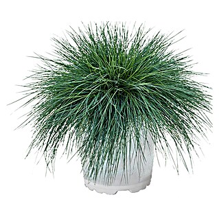 Blauschwingel (Festuca glauca 'Elijah Blue', Topfgröße: 14 cm)