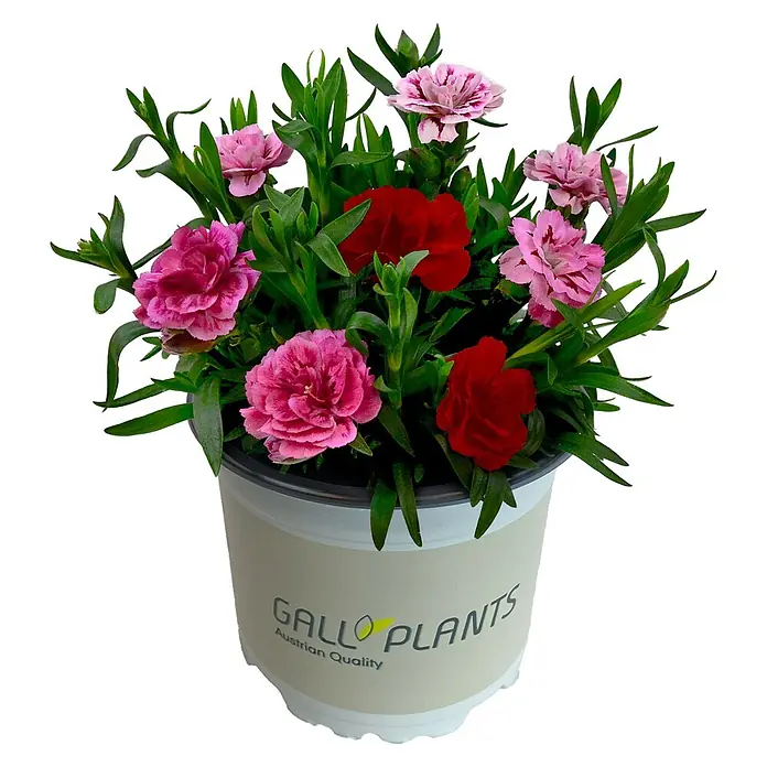 Piardino Gartennelke - Botanische Bezeichnung: Dianthus, Topfgröße: 14 cm - Eine lebendige Topfpflanze mit rosa und roten Blüten und grünen Blättern in einem hellen Topf.