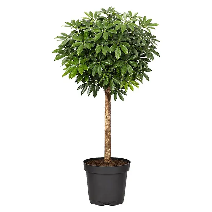Piardino Strahlenaralie - Schefflera arboricola 'Gold Capella', Topfgröße: 27 cm, Grün/Gelb panaschiert - Topf-Grünpflanze mit dichten Blättern und braunem Stamm in einem schwarzen Topf.