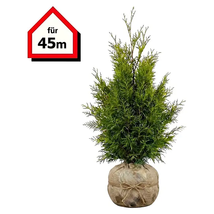 Lebensbaum Brabant - 90 Stk., Aktuelle Wuchshhe: 100 cm - 120 cm, Thuja  occidentalis 'Brabant' online kaufen bei BAUHAUS