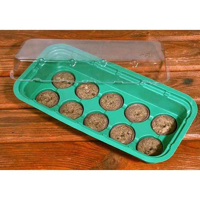 Floraworld Zimmergewächshaus - L x B x H: 25,5 x 12,5 x 6,5 mm, Grün, Mit 10 Torfquelltöpfen - Anzuchtkasten mit Aussaaterde-Tabletten und transparentem Deckel auf einem Holztisch. Perfekt für die Anzucht von Jungpflanzen.