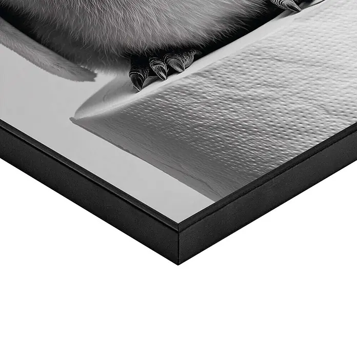 Reinders Bild Slim Frame Black - Penguin Paper, B x H: 20 x 30 cm - Schwarz gerahmtes Kunstwerk, schräg gesehen, mit einem monochromen Bild einer Tierkralle und Fell.