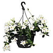 Dipladenia Sundaville Ampel 25