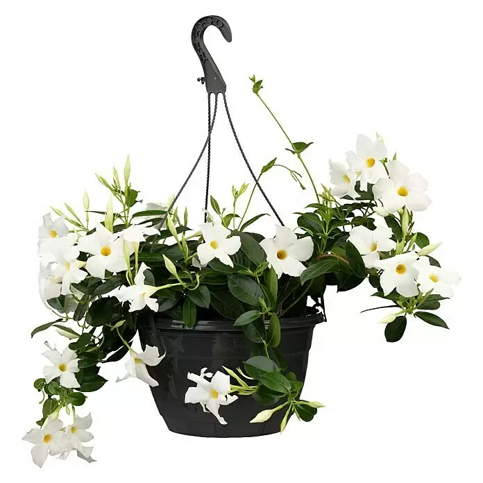 Piardino Dipladenia Summerstar Ampel - Dipladenia sanderi, Topfgröße: 27 cm - Vorderansicht