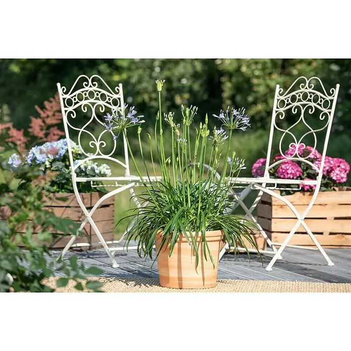 Piardino Staude Schmucklilie Summer Love - Agapanthus africanus, Topfgröße: 17 cm - Das Foto zeigt einen Agapanthus in einem Terrakottatopf auf einem Gartentisch mit zwei Stühlen, umgeben von grüner Vegetation.