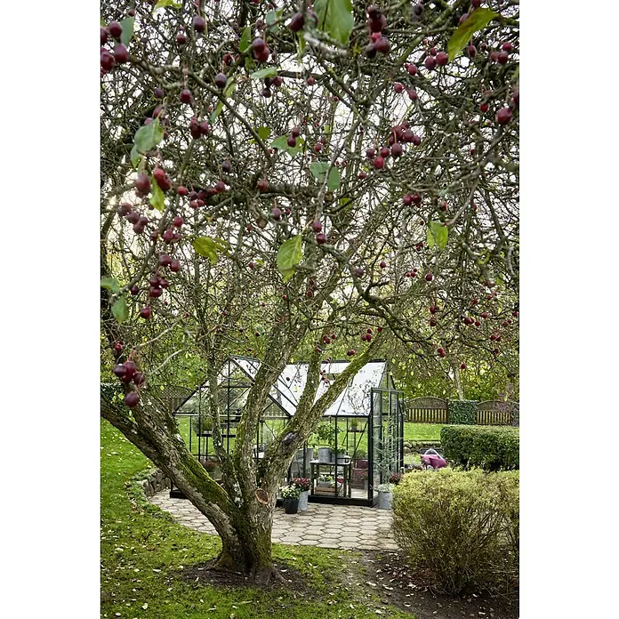 Halls Gewächshaus Garden Room - Außenmaß inkl. Dachüberstand (B x T): 389 x 390 cm, Farbe Gestell: Grün, Wandstärke: 3 mm - Ein Garten mit einem Gewächshaus, umgeben von grünen Pflanzen und einem Baum voller roter Früchte, der Schatten spendet und eine friedliche Atmosphäre schafft.