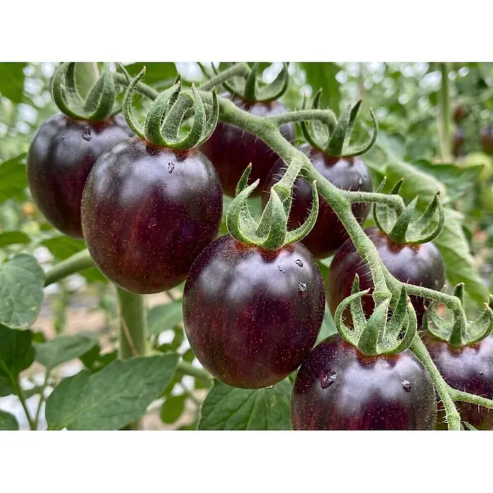Piardino Tomate Bio veredelt - Lycopersicon esculentum, 12 cm - Ein Bund reifer, dunkelvioletter Tomaten an einer grünen Rebe mit Blättern. Einige Tomaten glänzen mit Wassertropfen.