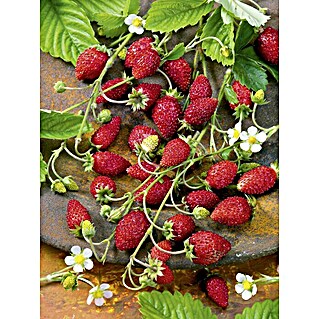 Erdbeere (Fragaria vesca, Topfgröße: 12 cm)