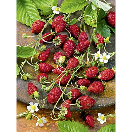 Piardino Erdbeere Ampel (Fragaria vesca, Topfgröße: 13 cm)