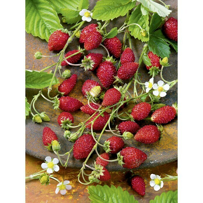 Piardino Monats-Erdbeere WaldfruchtstarFragaria vesca var. semperflorens, 8 Stk., Erntezeit: Mai - Oktober Detail Shot