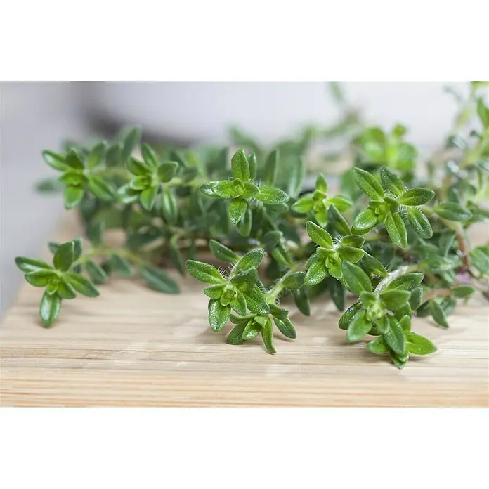 Piardino Bohnenkraut - Satureja hortensis - Nahaufnahme von frischem Thymian auf einem Holzbrett, ideal für Kräuterliebhaber und kulinarische Zwecke.
