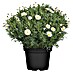 Piardino Argyranthemum 