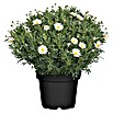 Piardino Strauchmargerite (Argyranthemum frutescens, Topfgröße: 21 cm, Weiß)