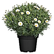 Piardino Argyranthemum (Tamaño de maceta: 21 cm, Blanco)