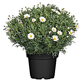Piardino Argyranthemum (Argyranthemum frutescens, Tamaño de maceta: 18 cm, Blanco)
