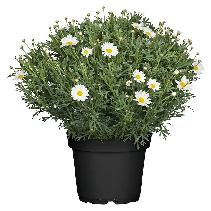 Piardino Strauchmargerite - Argyranthemum frutescens, Topfgröße: 18 cm, Weiß - Eine Margeritenbusch-Pflanze in einem schwarzen Topf mit grünen Blättern und weißen Blüten mit gelben Zentren.