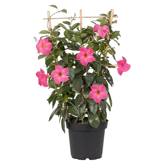 Piardino Dipladenia - Dipladenia sanderi, Topfgröße: 17 cm, Variabel - Topf-Mandevilla mit leuchtend rosa Blüten, grünen Blättern und Bambusspalier in einem schwarzen Topf.