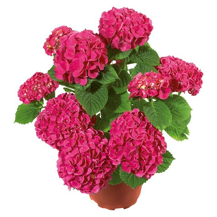 Piardino HortensieHydrangea macrophylla, Topfgröße: 19 cm, Rot Unknown