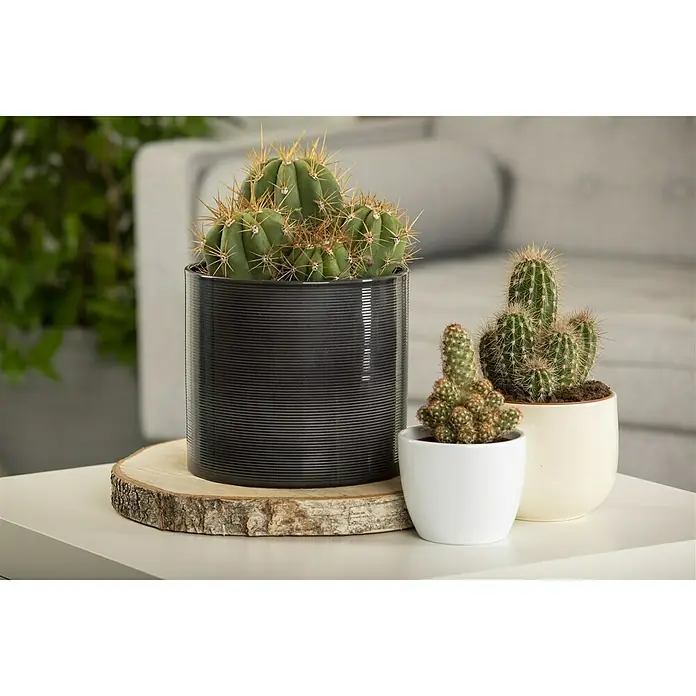 Piardino KaktusCactus, Topfgröße: 12 cm - Nahaufnahme von drei Topfkakteen, die auf einem Tisch mit einem Couchhintergrund angeordnet sind.
