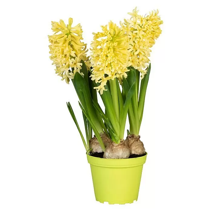 Piardino Frühlingsblumenzwiebeln Hyazinthe 'Gipsy Princess' - Hyacinthus orientalis 'Gipsy Princess', Gelb - Vorderansicht