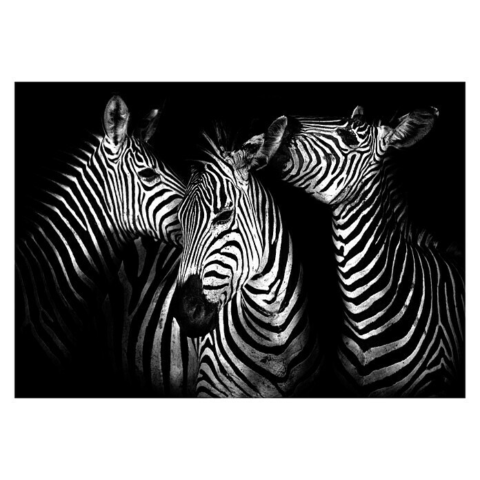 Fototapete Zebra (254 x 184 cm, Vlies)