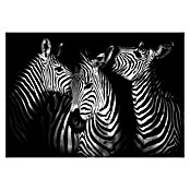 Fototapete Zebra (312 x 219 cm, Vlies)