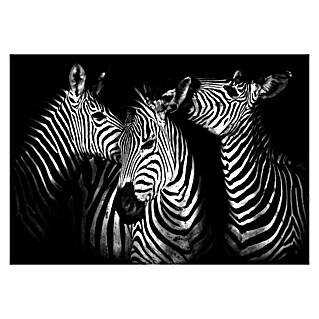 Fototapete Zebra (B x H: 312 x 219 cm, Vlies)