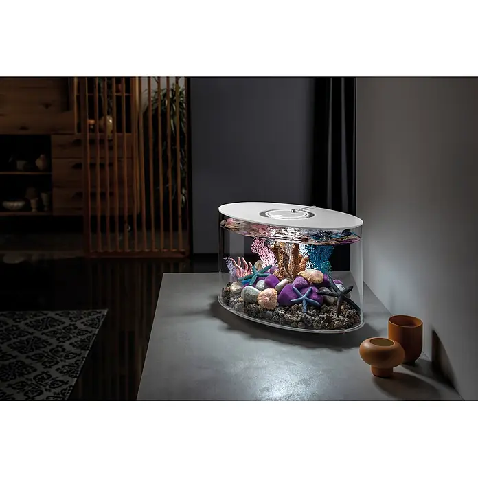 biOrb Aquarium Loop - 470 x 298 x 410 mm, 15 l, Weiß - Modernes ovales Aquarium mit weißem Deckel, gefüllt mit bunten Korallen, Seesternen und Steinen, auf einem grauen Tisch in einem gedämpften Raum.