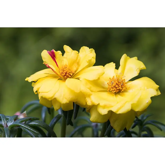 Piardino Portulak - Portulaca grandiflora, Topfgröße: 11 cm - Zwei leuchtend gelbe Blüten, eine mit einem roten Streifen, zeigen orangefarbene Staubblätter.