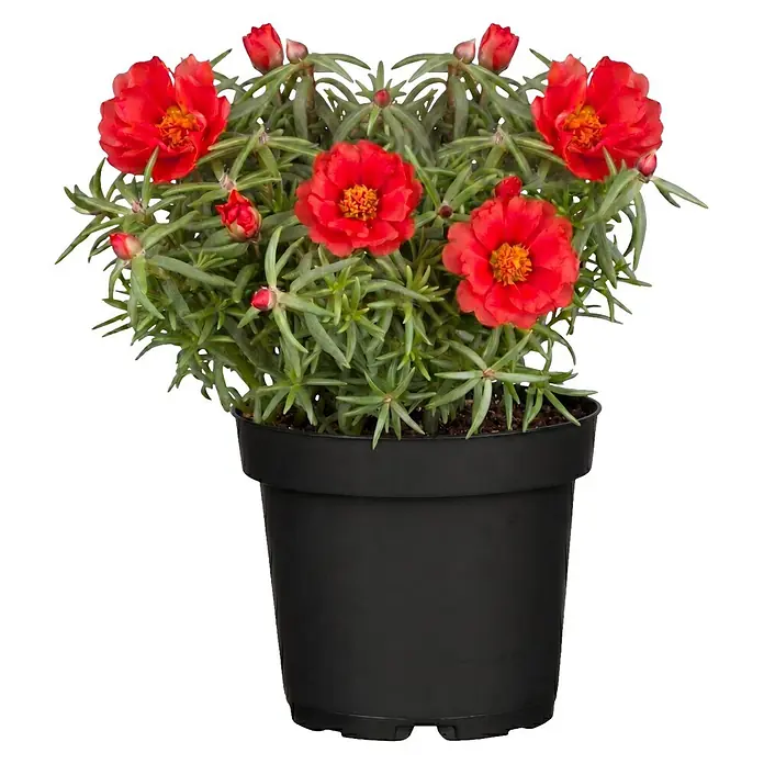 Piardino Portulak - Portulaca grandiflora, Topfgröße: 11 cm - Topfpflanze mit roten Blüten und grünem Laub in einem schwarzen Plastiktopf.