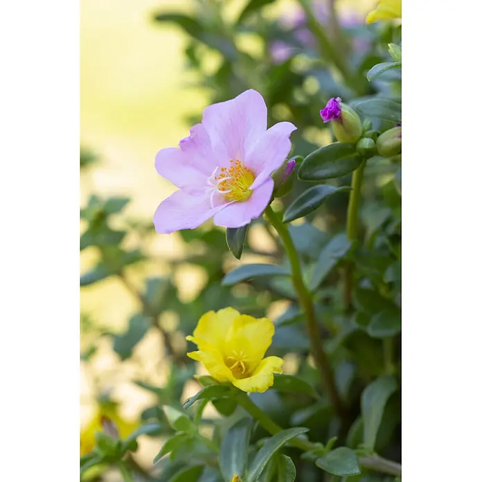 Piardino Portulak - Portulaca grandiflora, Topfgröße: 11 cm - Eine blühende Pflanze mit einer großen rosa und einer kleineren gelben Blüte, umgeben von grünen Blättern und magentafarbenen Knospen.
