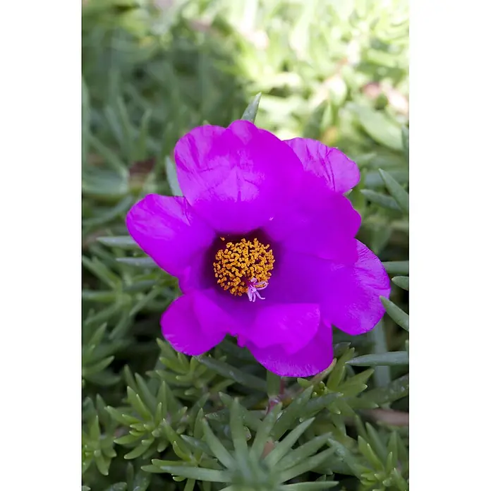 Piardino Portulak - Portulaca grandiflora, Topfgröße: 11 cm - Leuchtend violette Blume mit gelber Mitte und weißem Stempel, umgeben von grünen Sukkulentenblättern.