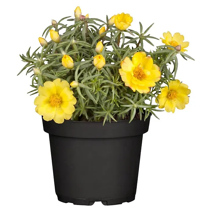 Piardino Portulak - Portulaca grandiflora, Topfgröße: 11 cm - Gelb blühende Pflanze in einem schwarzen Topf.