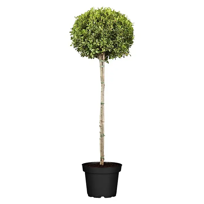 Bergilex Stamm - Ilex crenata, Topfgröße: 24 cm - Kleine, kugelförmige, grüne Topfpflanze in schwarzem Topf, mit schlankem Stamm und sichtbaren Stützstäben.