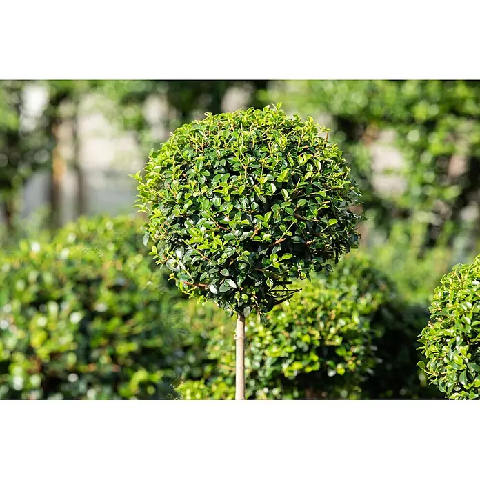 Bergilex Stamm - Ilex crenata, Topfgröße: 24 cm - Kleiner grüner kugelförmiger Buchsbaum auf schlankem Stamm.