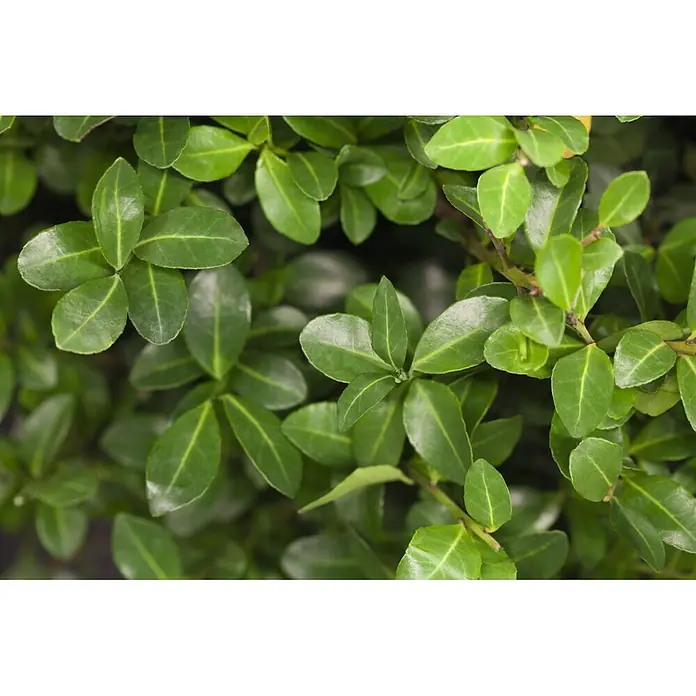 Bergilex Stamm - Ilex crenata, Topfgröße: 24 cm - Nahaufnahme von leuchtend grünem Laub mit sichtbaren Blattadern. Die Blätter sind glänzend und dicht angeordnet.