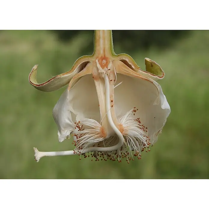 Saflax Blumensamen - Adansonia digitata - Schnitt durch eine weiße Blüte, der die inneren Fortpflanzungsorgane, Staubblätter und Stempel zeigt.