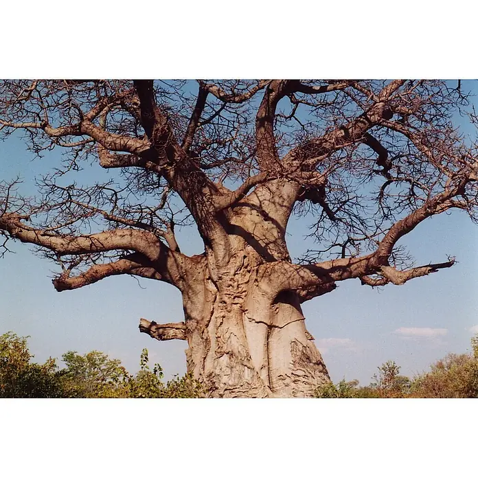 Saflax Blumensamen - Adansonia digitata - Ein majestätischer Affenbrotbaum mit massivem, strukturiertem Stamm und dicken, kahlen Ästen vor blauem Himmel.