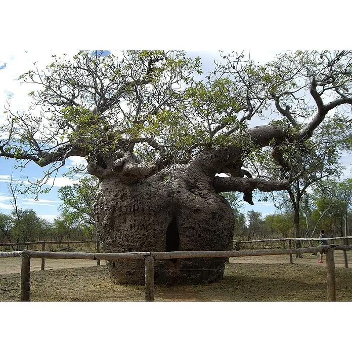 Saflax Blumensamen - Adansonia digitata - Massiver Affenbrotbaum mit hohler Stammöffnung, umzäunt in trockener Landschaft. Eine Person gibt die Größe an.