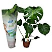Piardino Air So Pure Fensterblatt (Topfgröße: 21 cm)